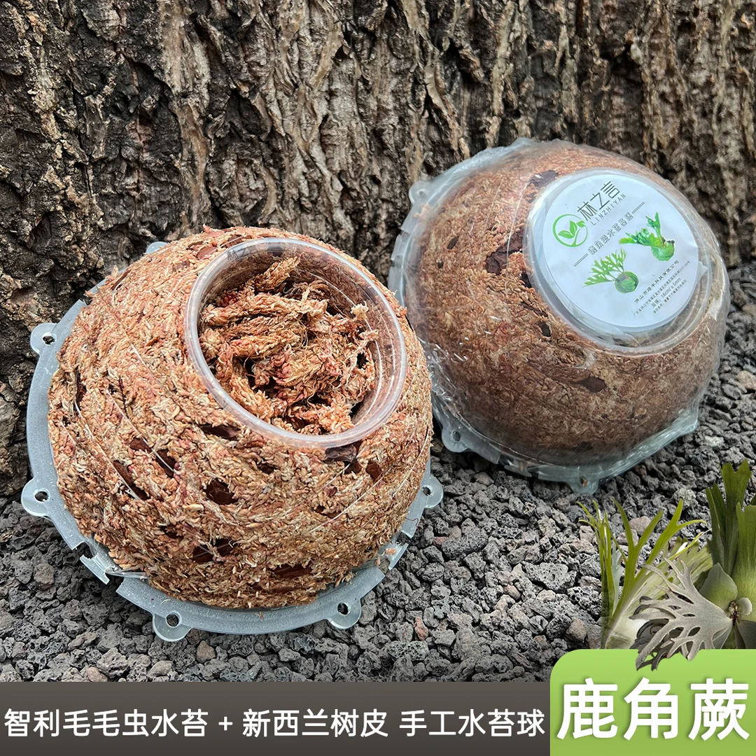 鹿角蕨水苔球种植专用土七星毛毛虫水苔挂板模具蕨类植物上板套装