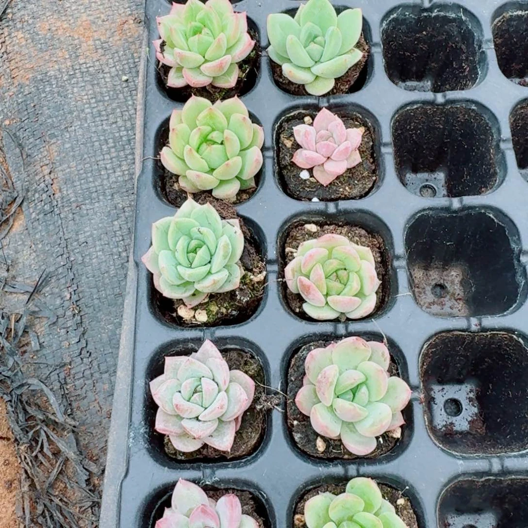 多肉杂交编号珍妮十棵量拍27-77