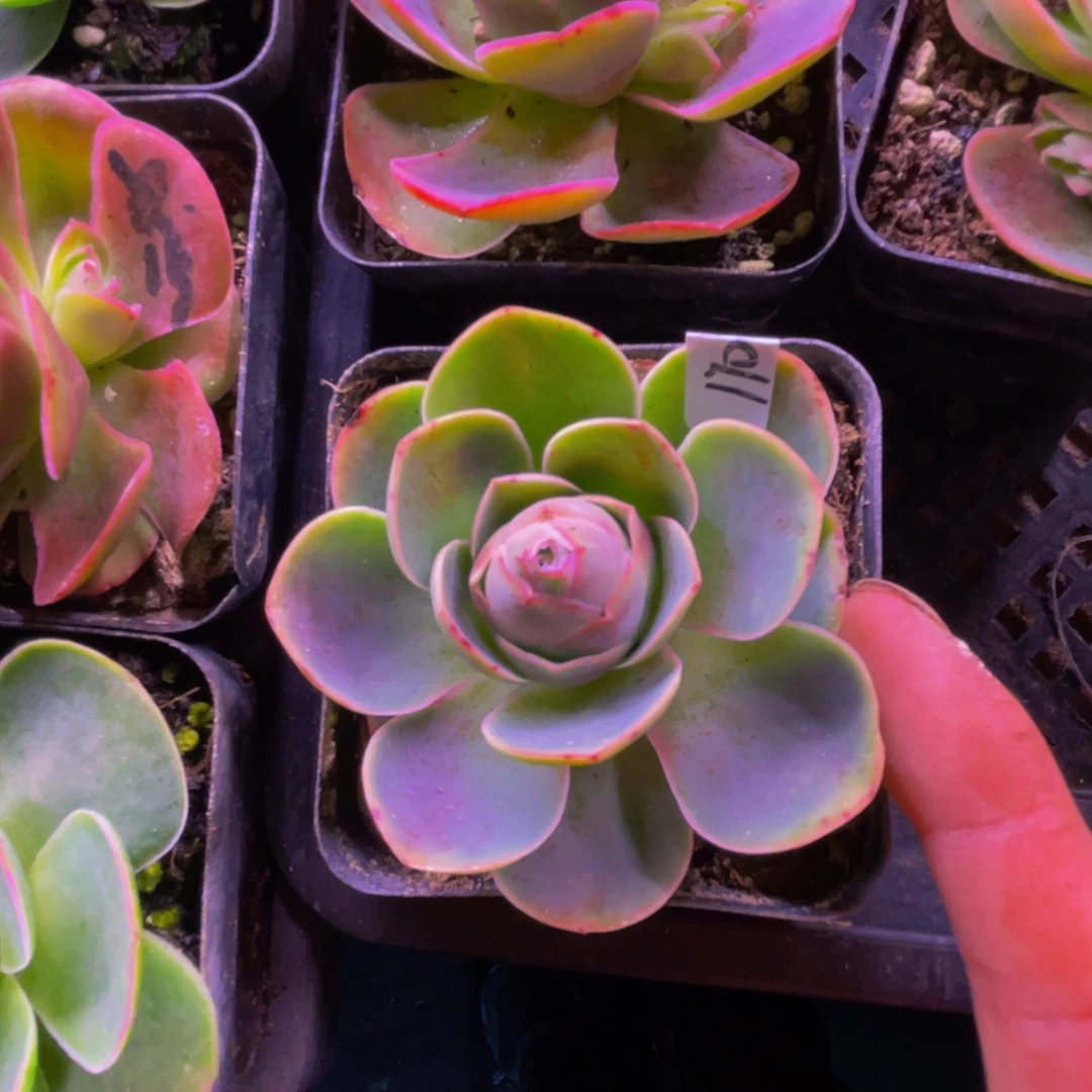 简****f黄帕170多肉植物带崽