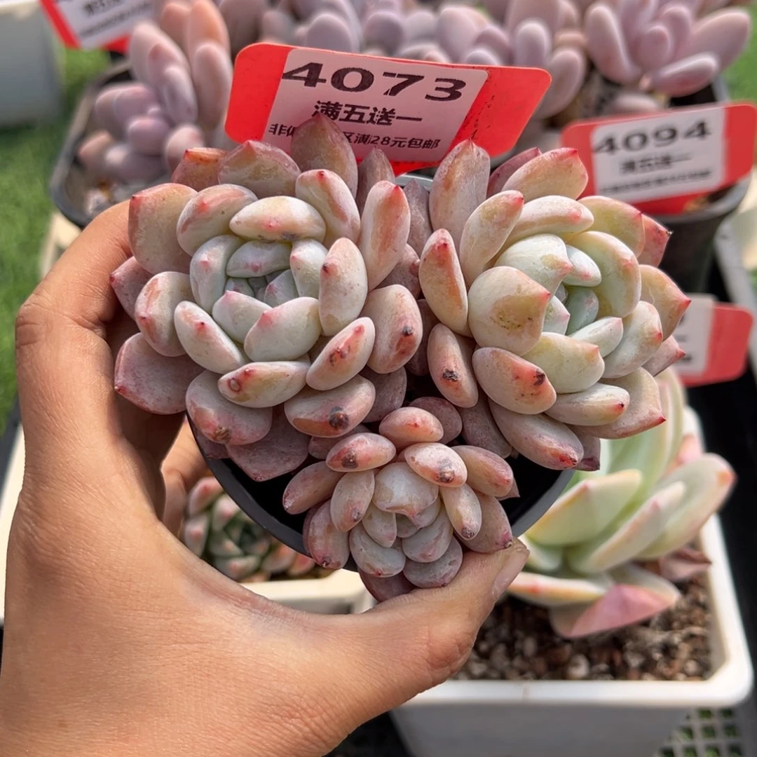 表妹精品多肉4073: