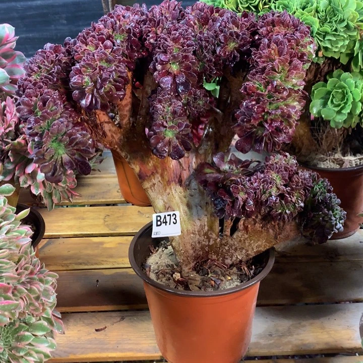 S***u473欧紫缀多肉法师