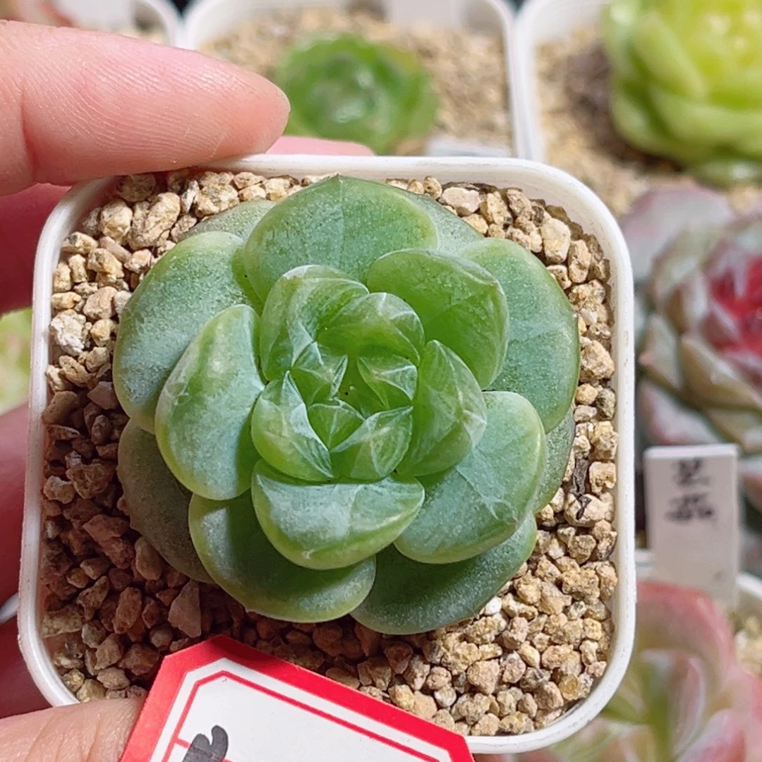 B546 一物一拍 无名