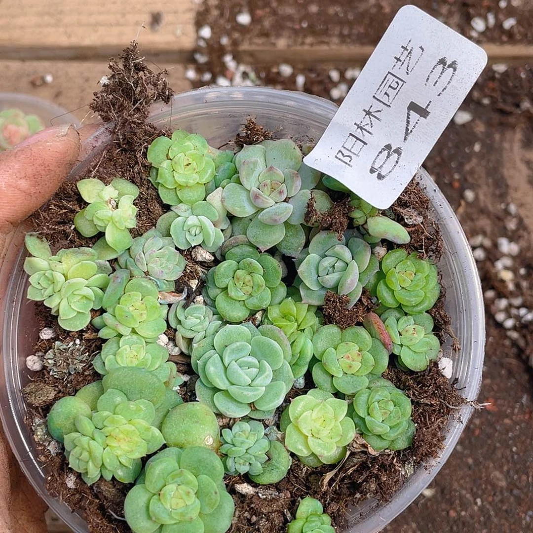 多肉植物多肉植物843