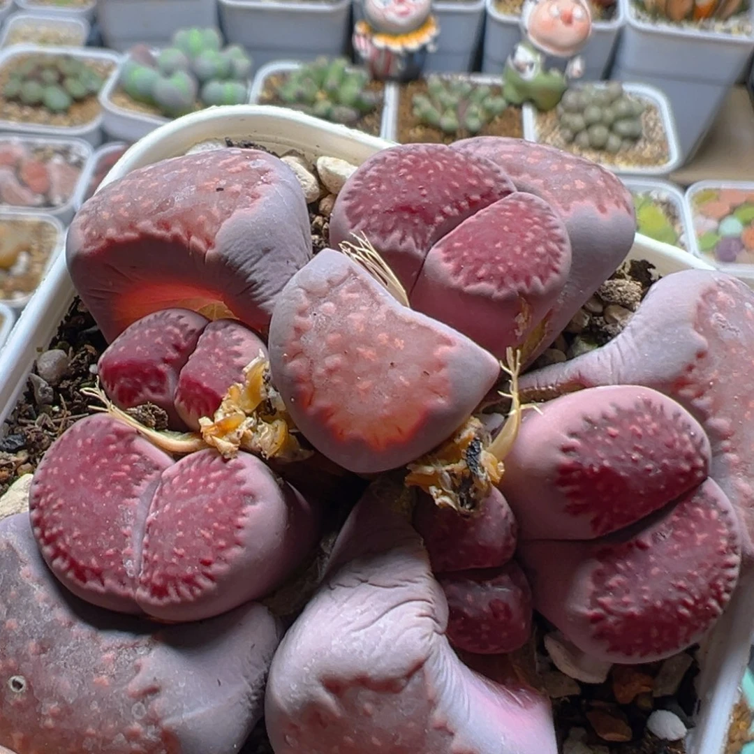 12多肉植物百科知识