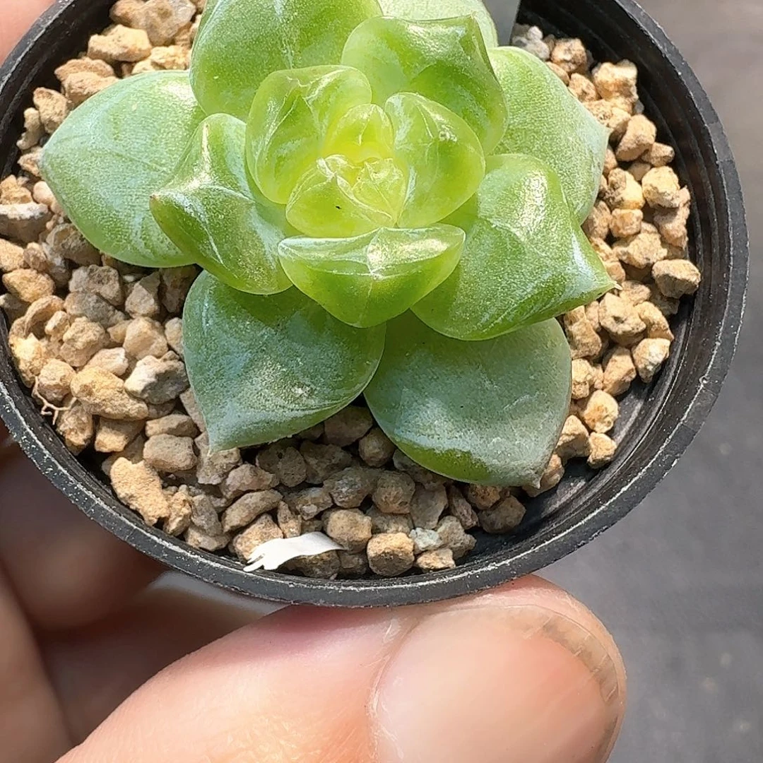 855号无名绿心多肉一棵