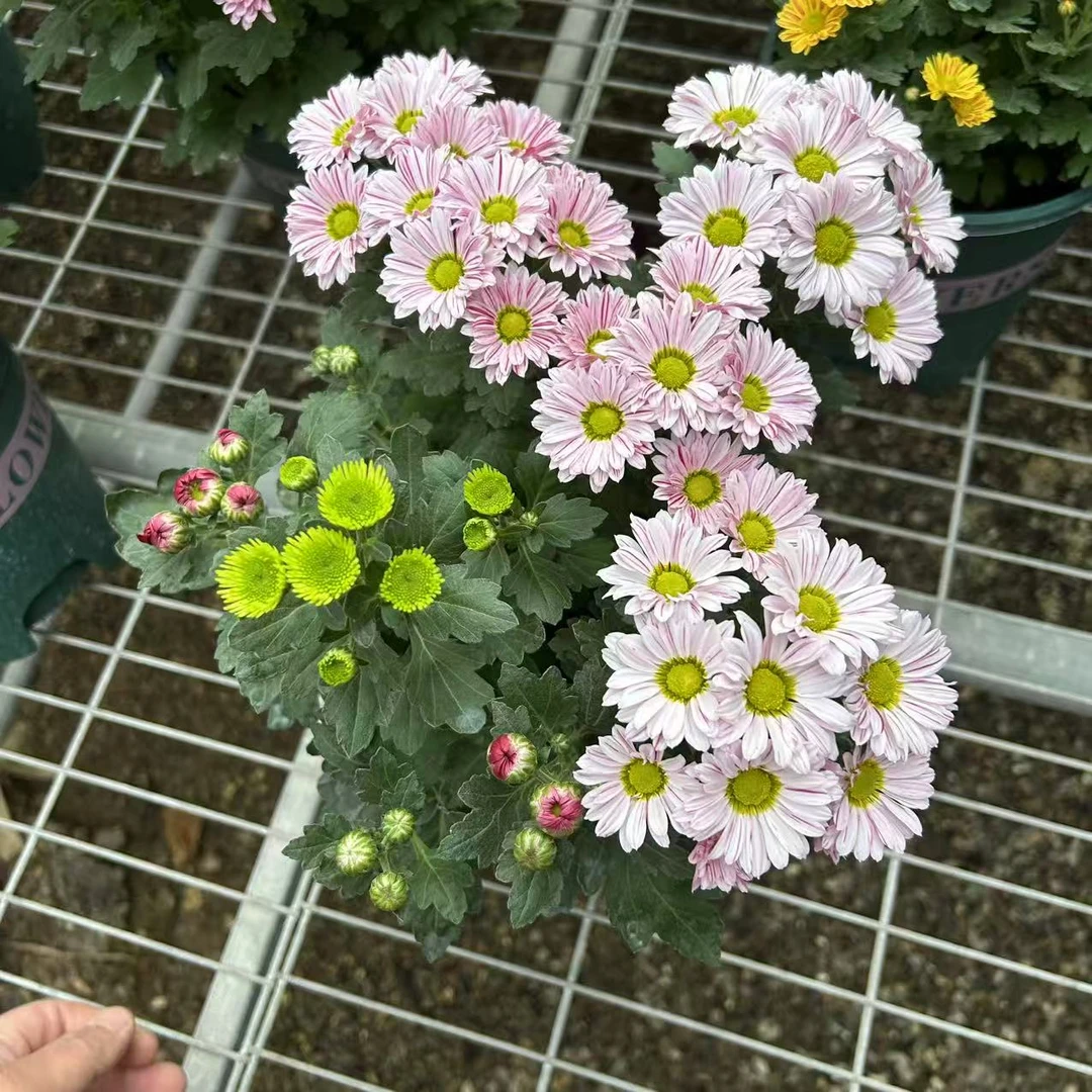 加仑盆多色荷兰菊（加仑盆坏不赔）（不拍保温冻死不赔）