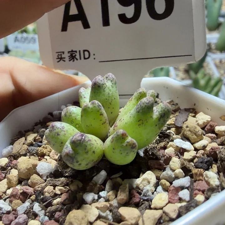 196。满28包邮肉锥