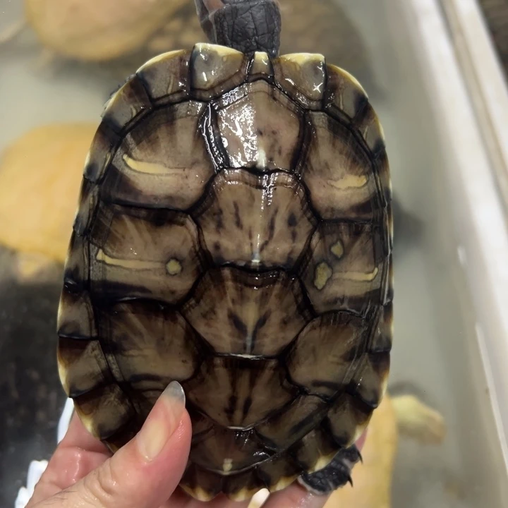 母绿毛龟13厘米翡翠母亚成