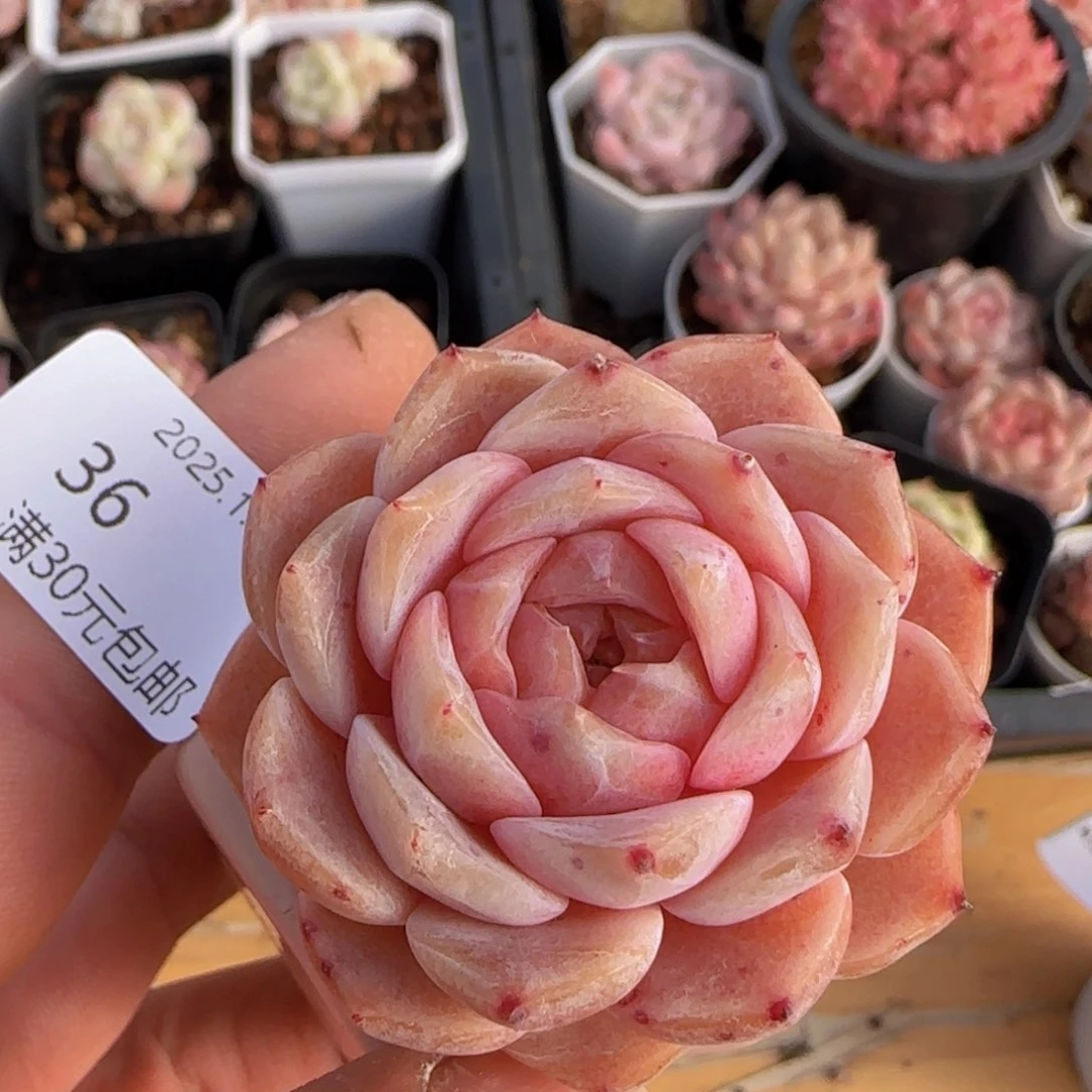 草莓冰魄单头一颗脱土