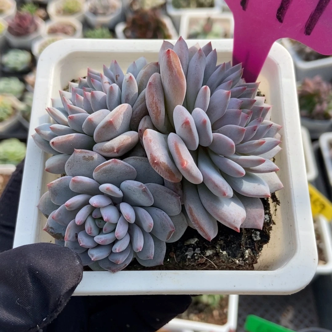 1977玉芙蓉多肉植物