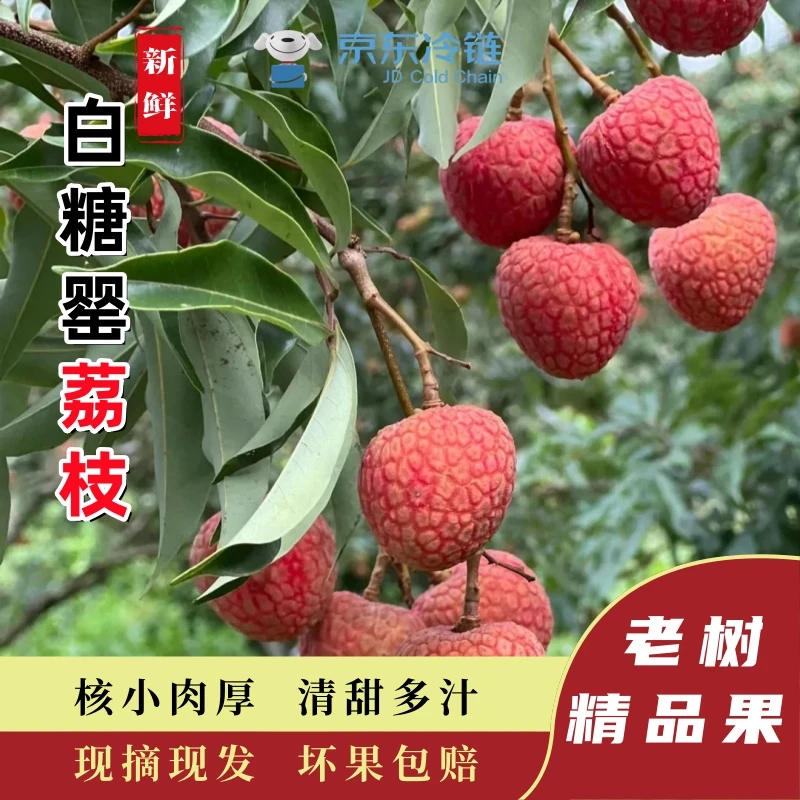 【京东冷链】白糖罂荔枝新鲜水果荔枝整箱批发10斤荔枝5斤一箱