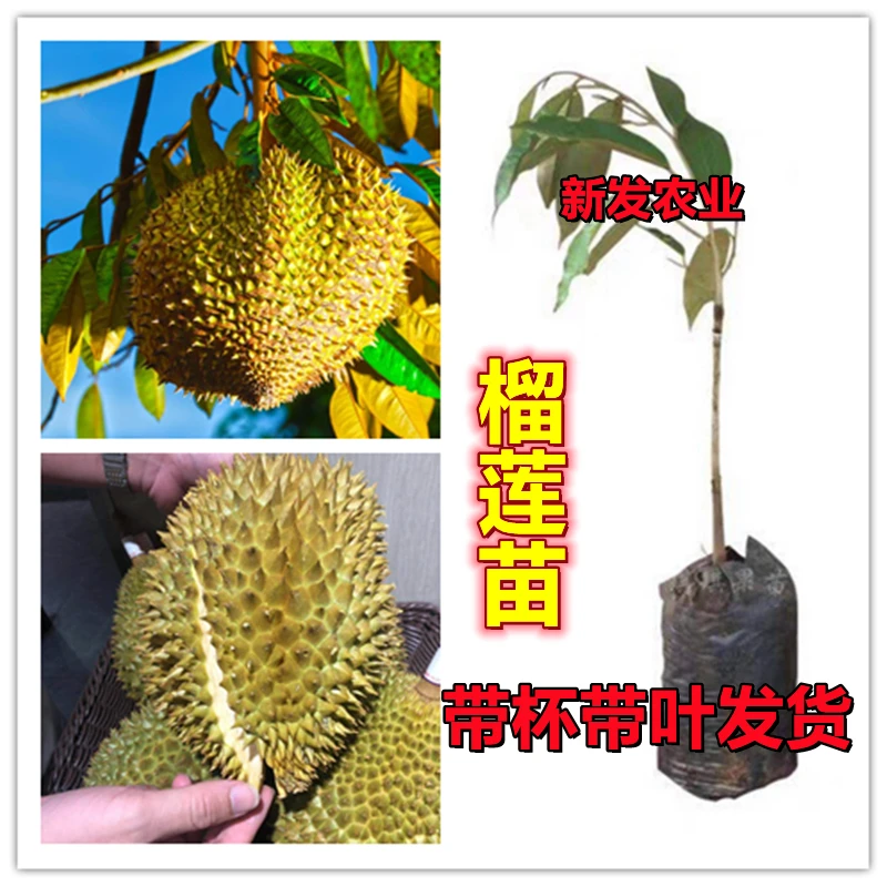 榴莲苗金枕猫山王黑刺带土带叶发改良品种果树基地直发包邮结果快