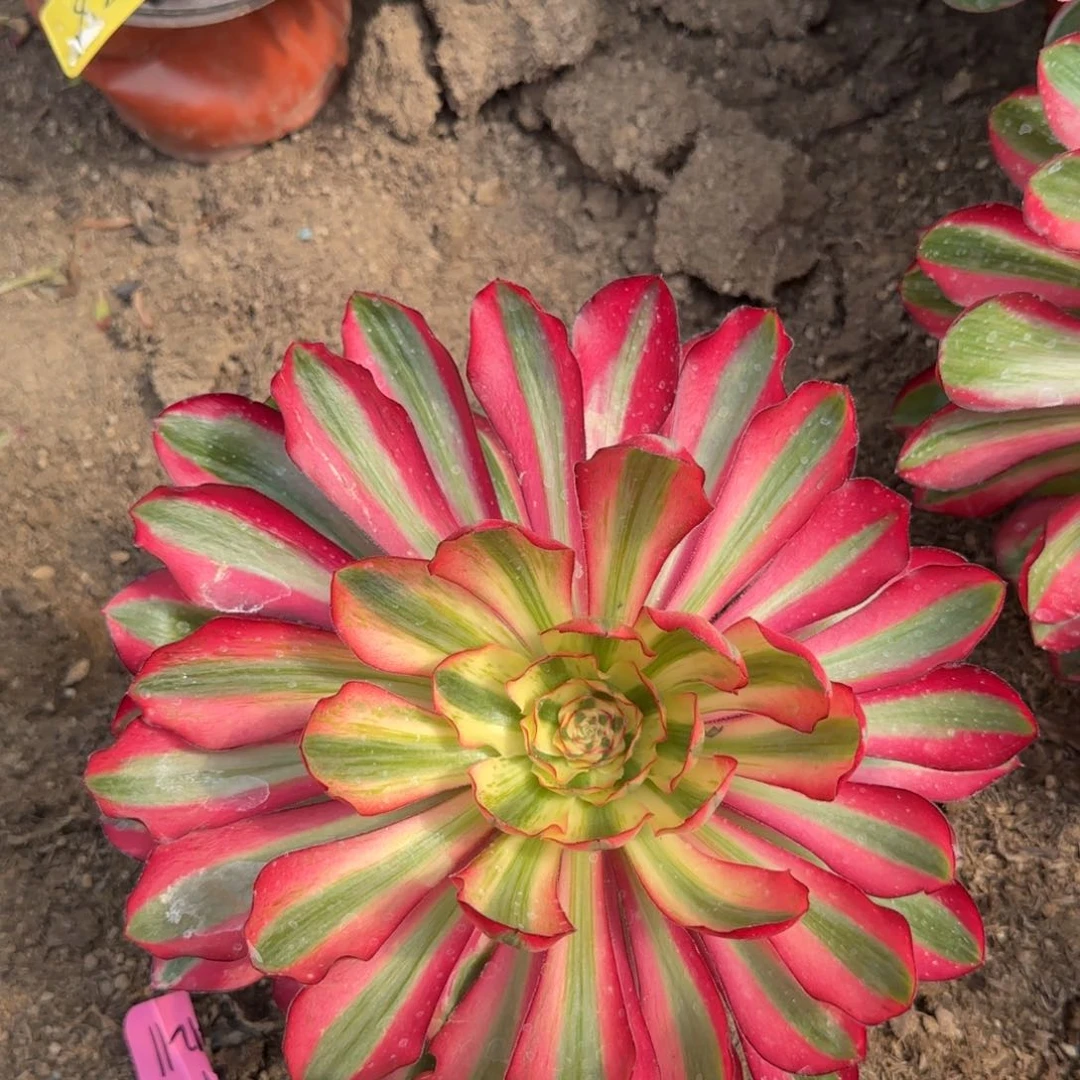 3-276--+无毒白多头多肉