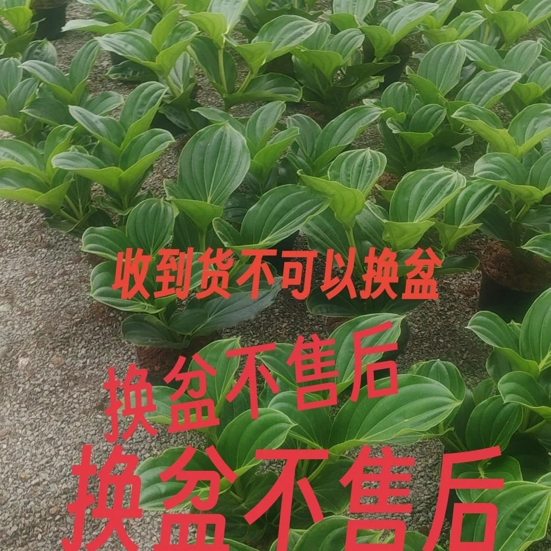 包对版荷兰进口宝莲灯小苗处理福利轻微叶损不售后0035