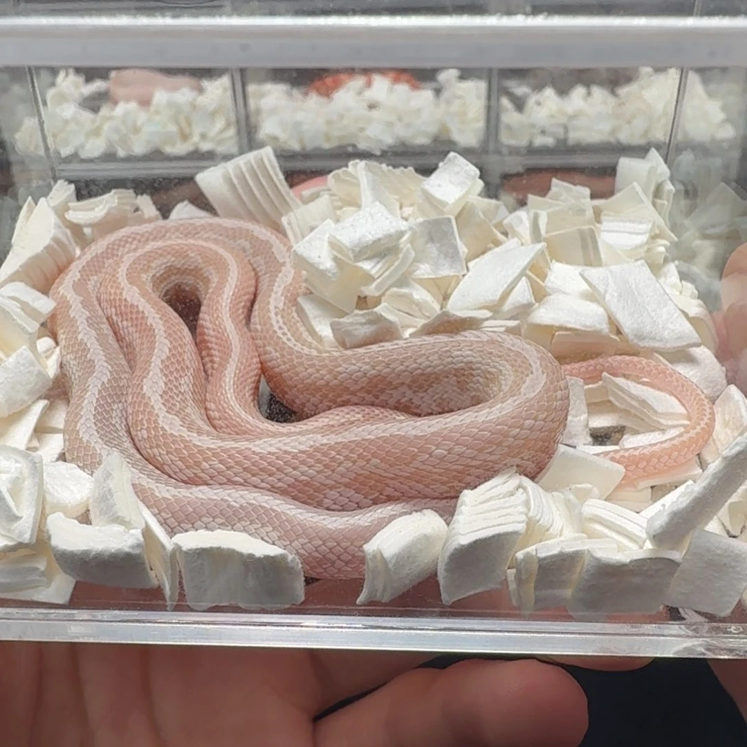 玉米珊瑚雪白显直公