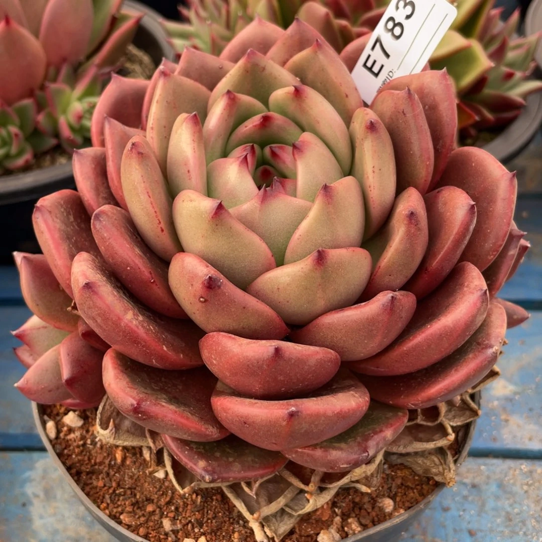 无花朵若如东云组拍E783