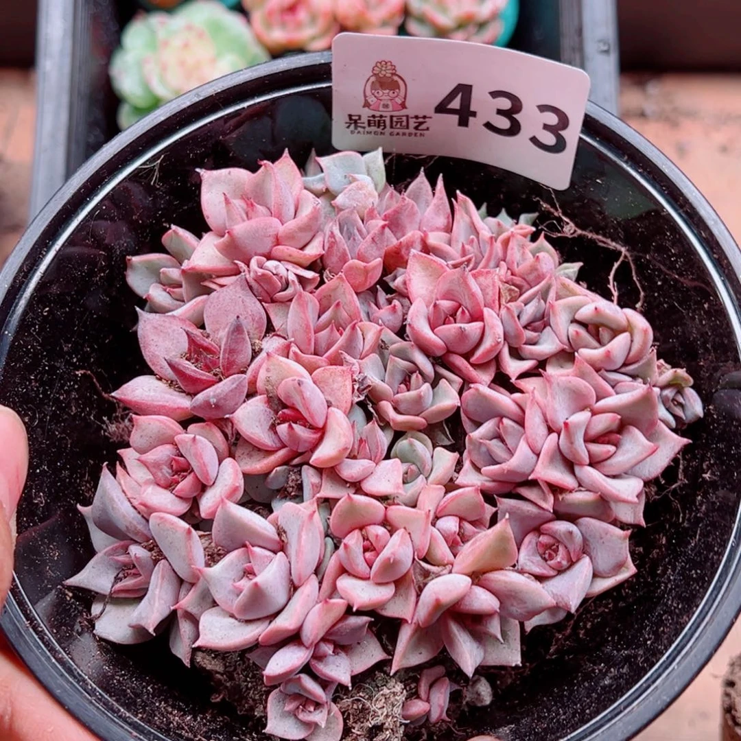 多肉植物多肉植物