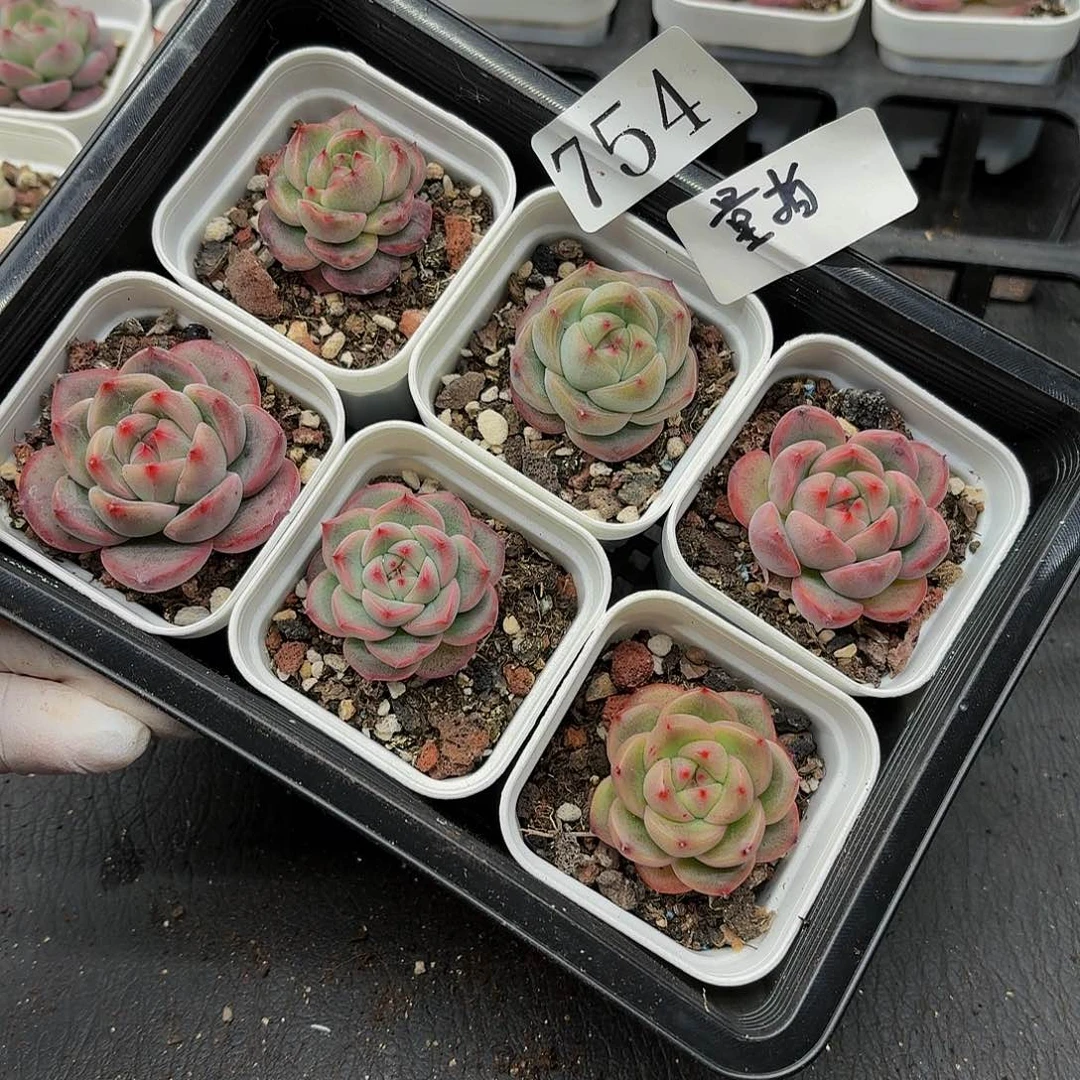 多肉植物多肉植物754量拍