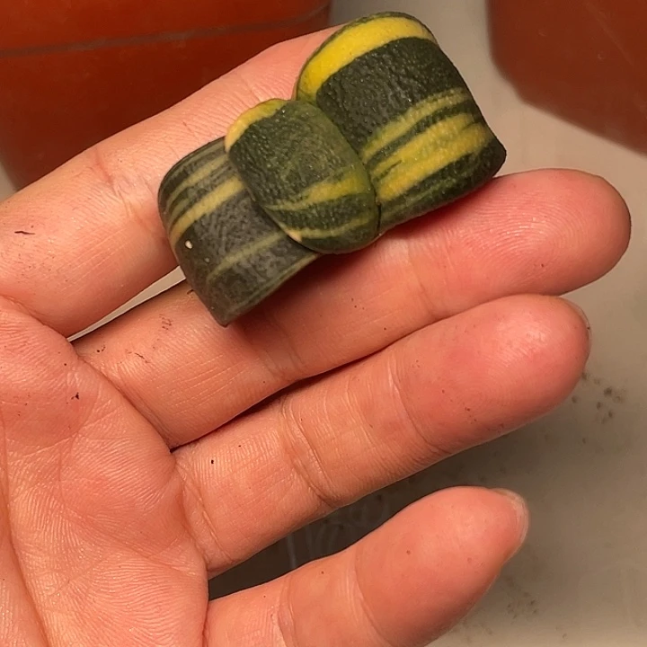 卧牛锦一物一拍福利1