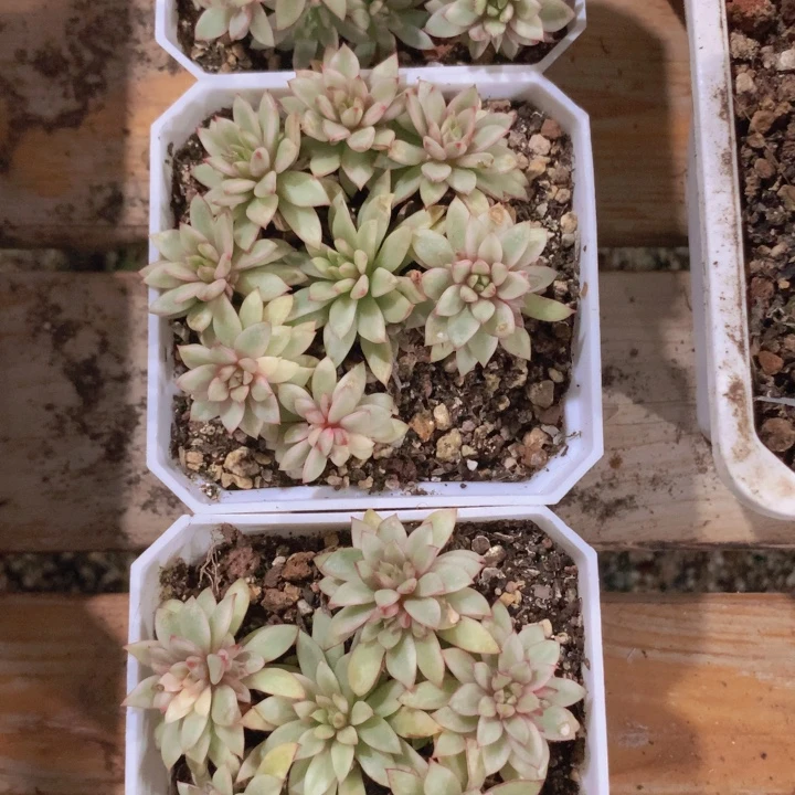 黄金鱼锦128规格发