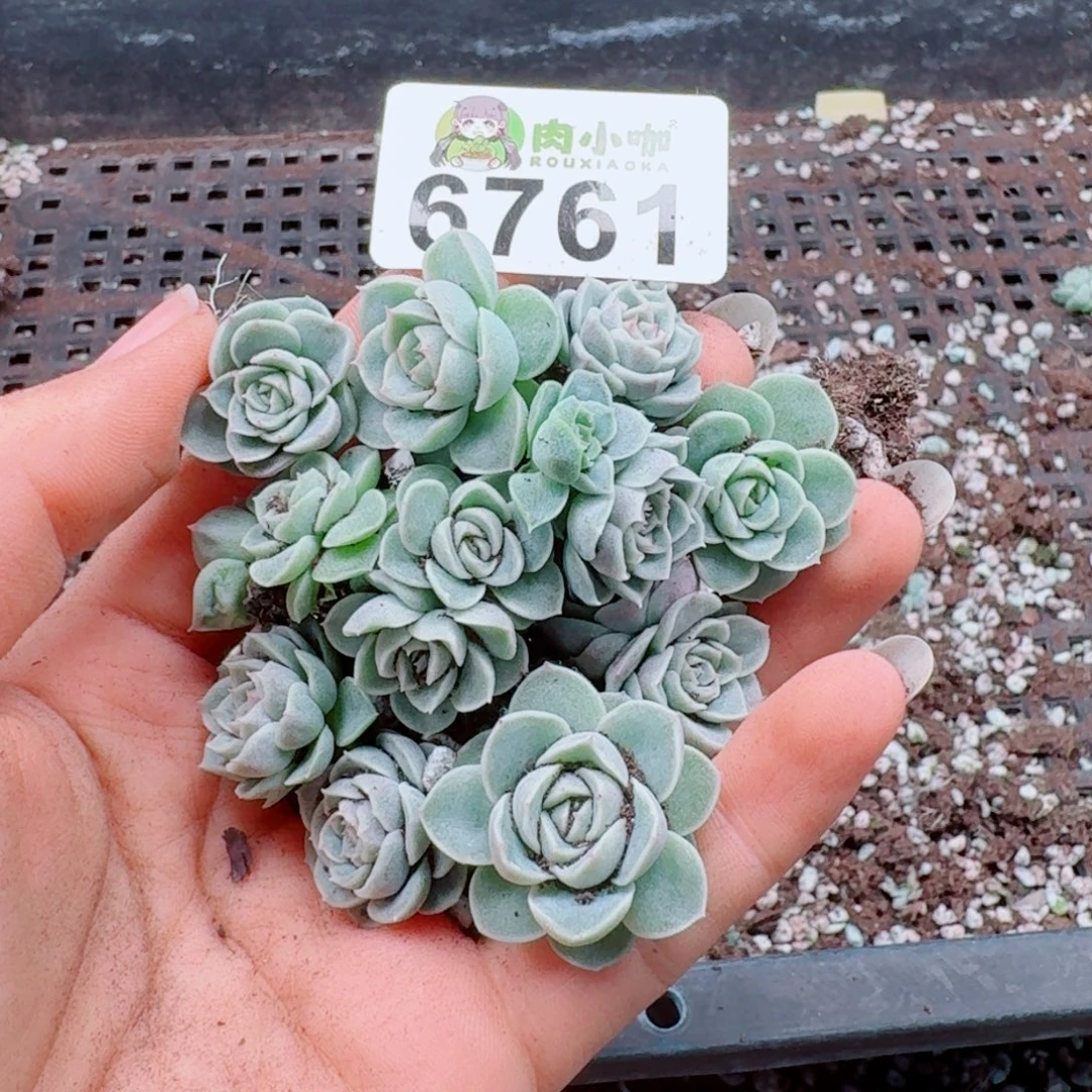 多肉植物多肉植物