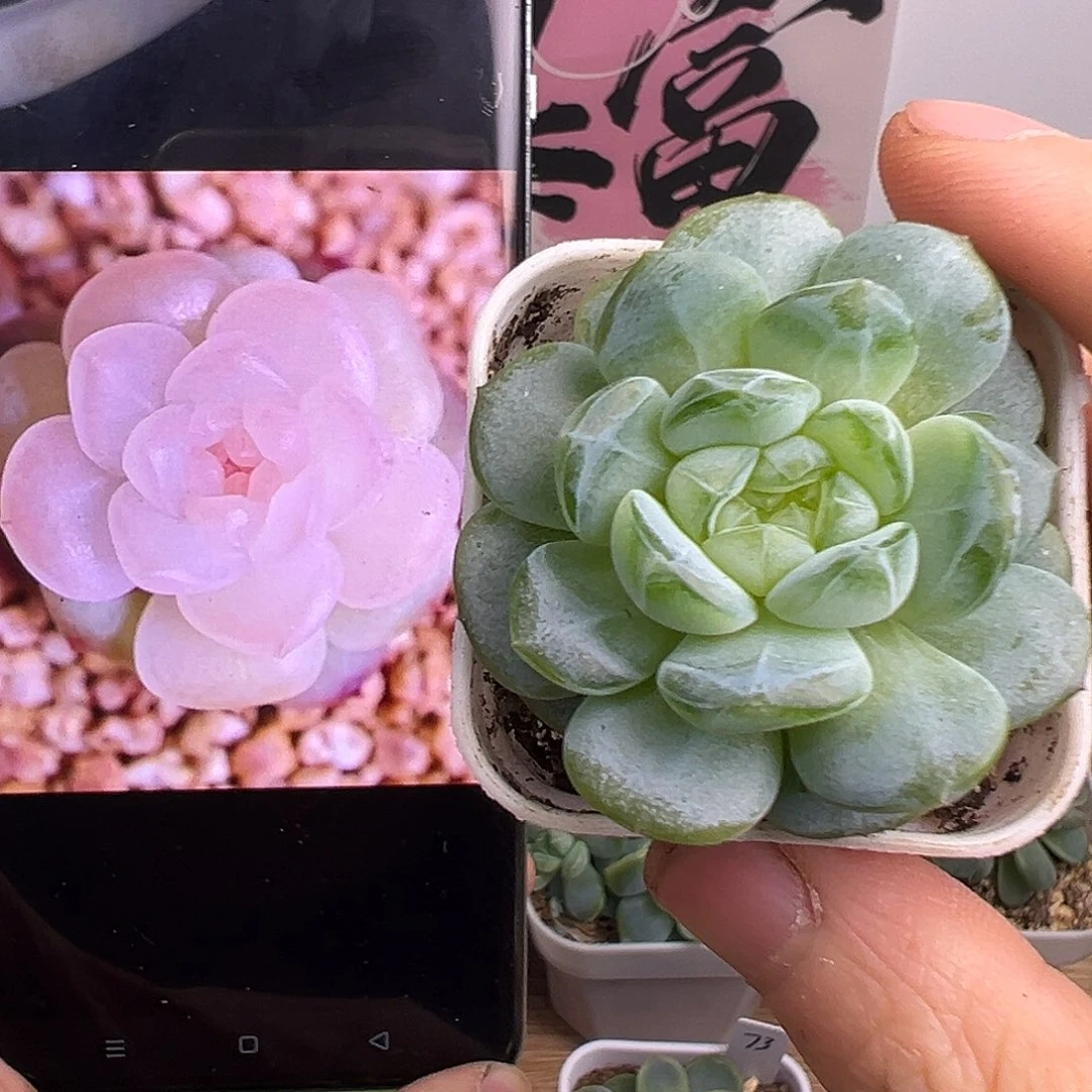 风花雪月清。