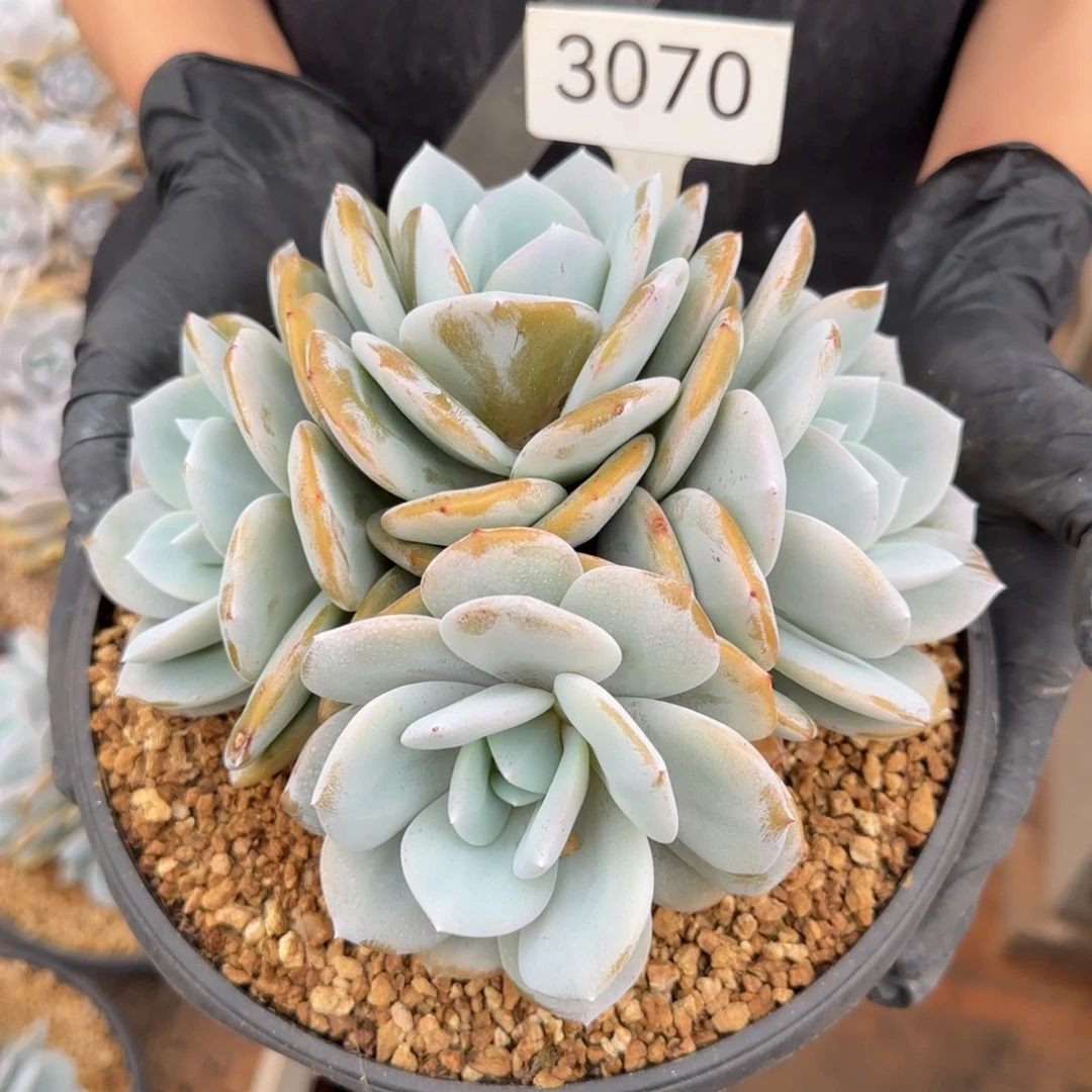 笑***️3070。       奶茶四头