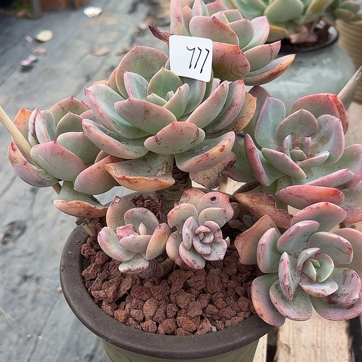 柚***花777血凤不售后脱土发货不退不换