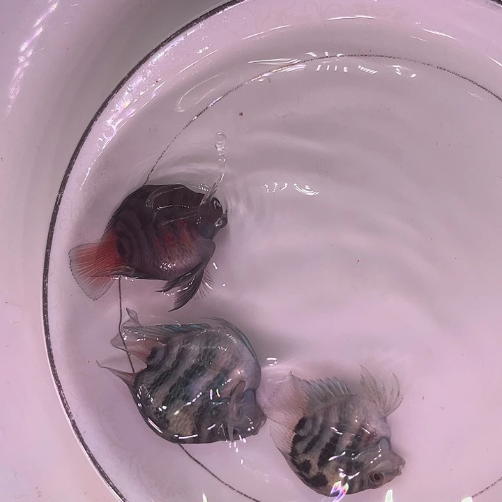 海水鱼迷你鹦鹉鱼