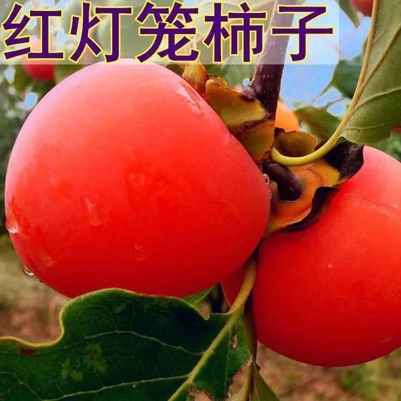 火罐柿子树苗，红灯笼柿子树苗，软糯香甜，红彤彤