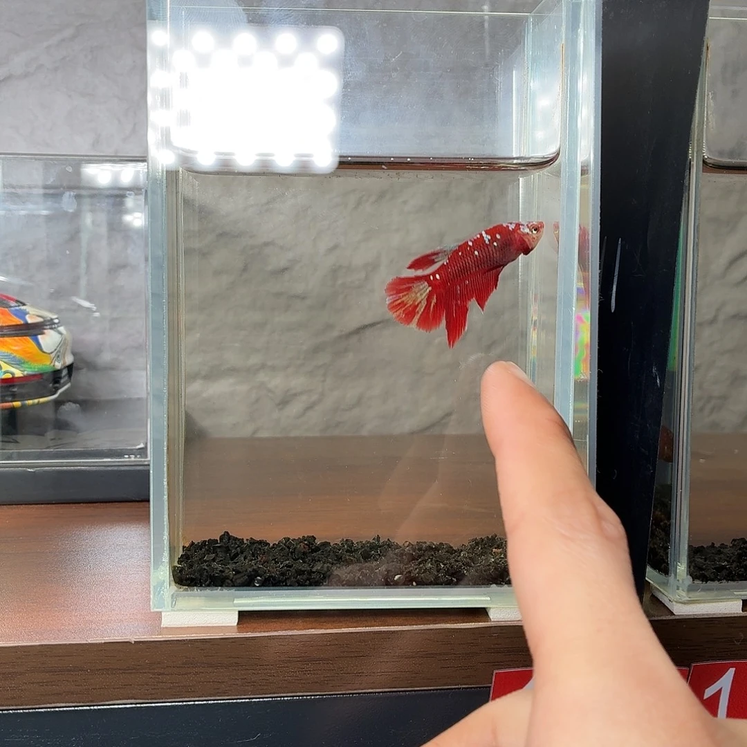 斗鱼彩金半月母鱼