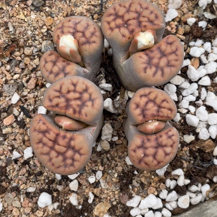 非偏远满20包邮306