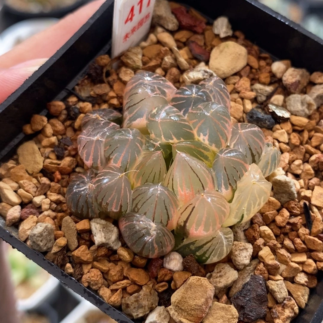 417湖斑霓虹玉露锦一物一图