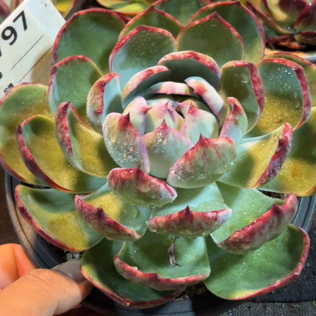 正***哥惊鸿仙子多肉植物797