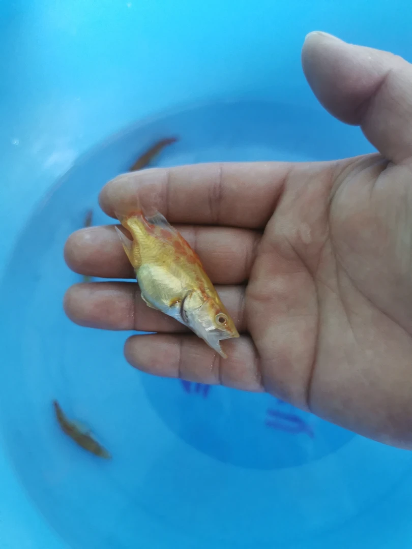 遐思黄金鳜不吃饲料