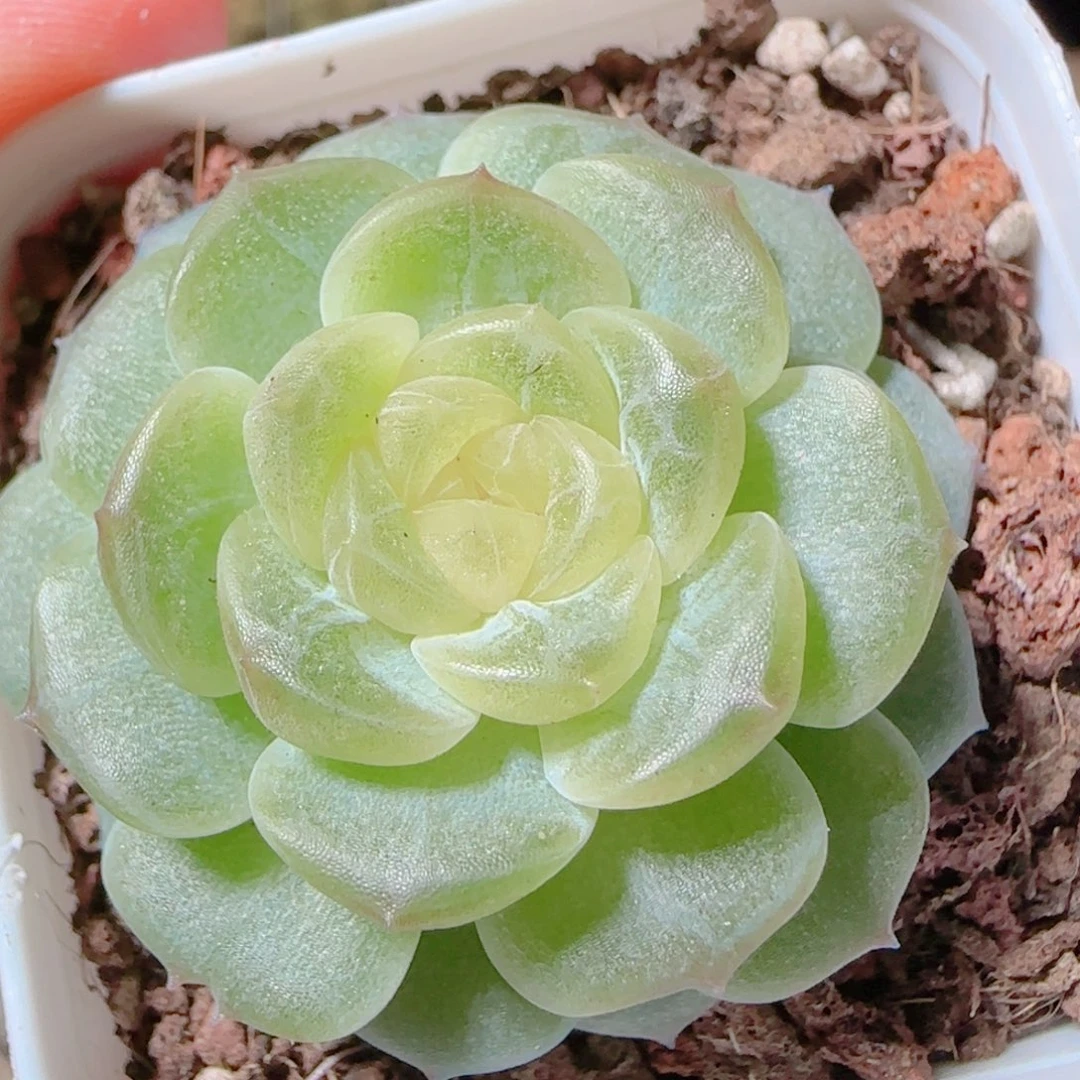 花语逸镜1116-537无尽灯