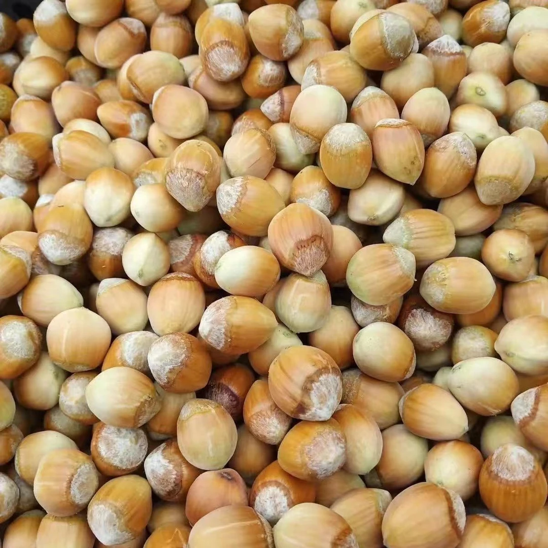 东北辽宁新鲜脱绿皮大榛子水仁水瓤去青皮榛子新鲜果东北坚果