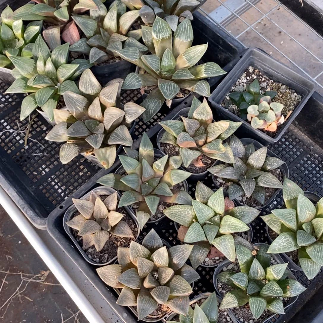 蒋***妹2648 两筐一起 炸弹福利