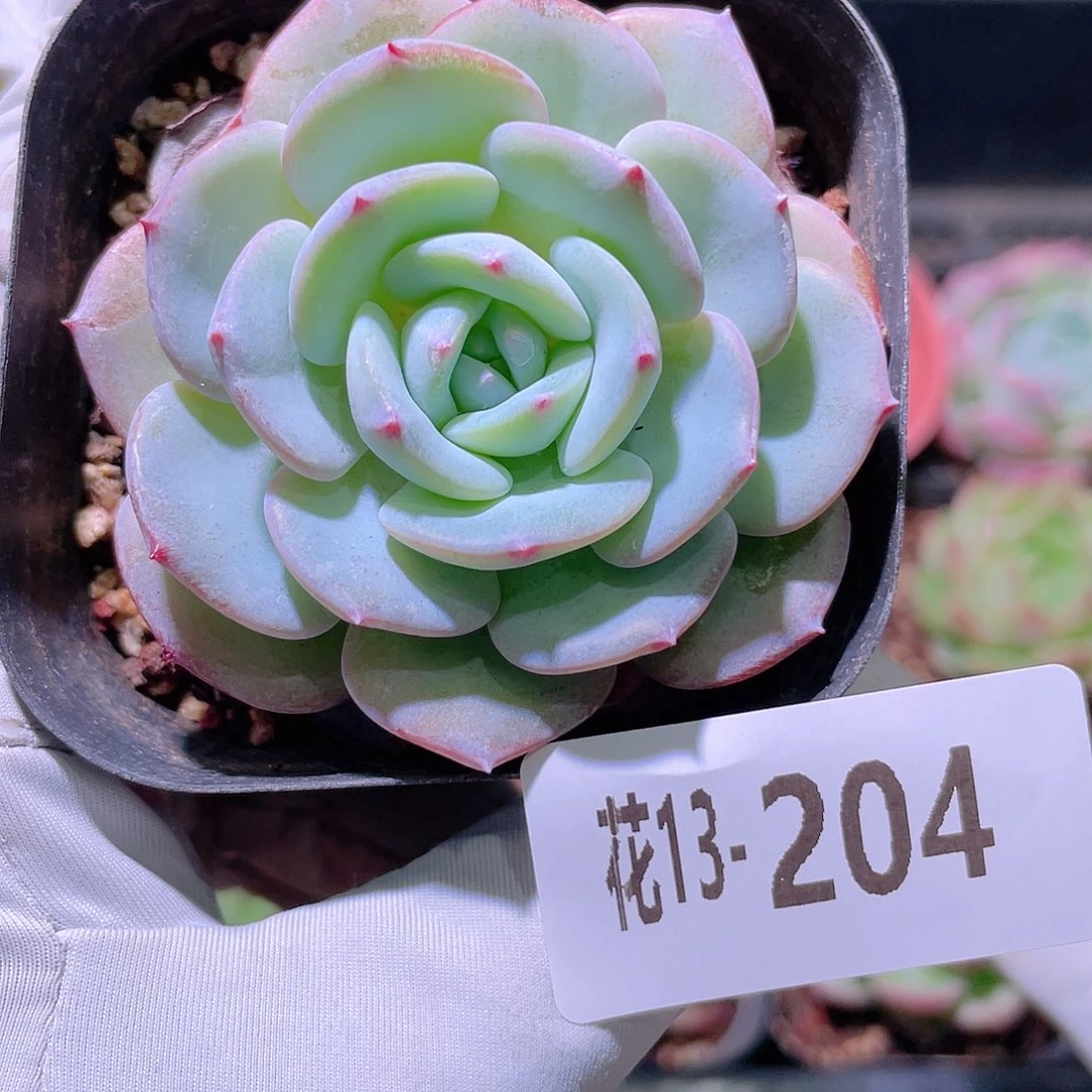 花利美13-204勃朗峰