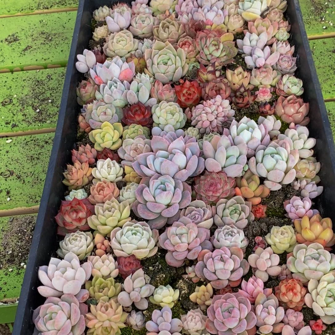 187多肉植物保护研究所所长助理