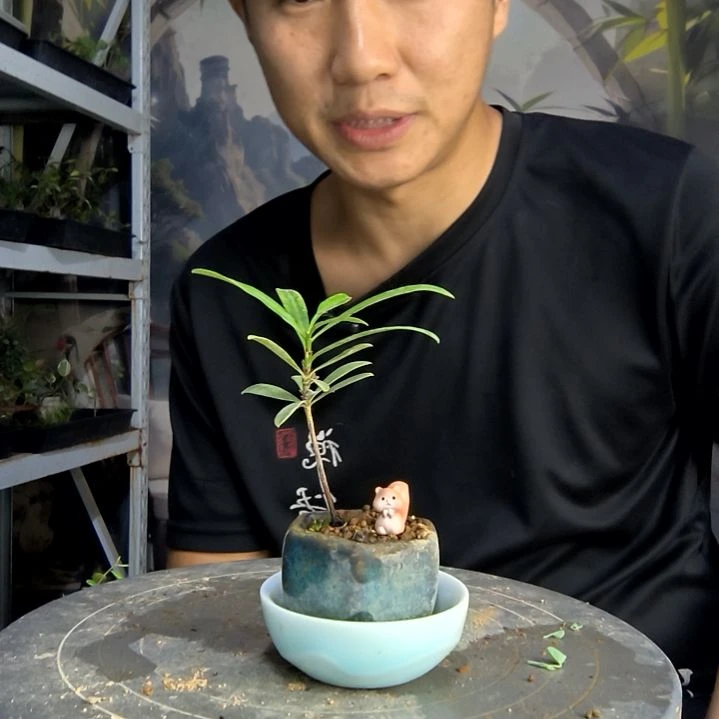 A*a中青园艺一物一拍75