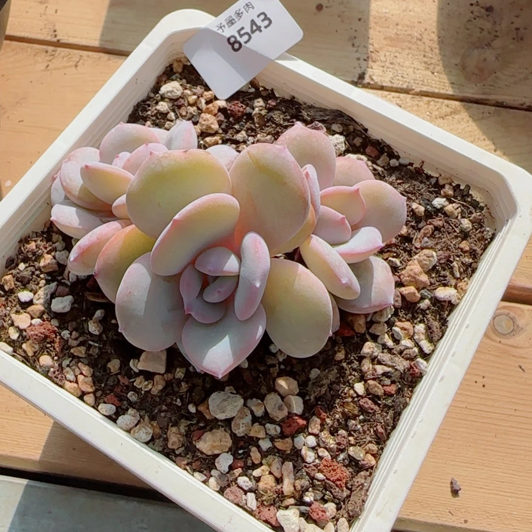 奶茶，8543多肉植物