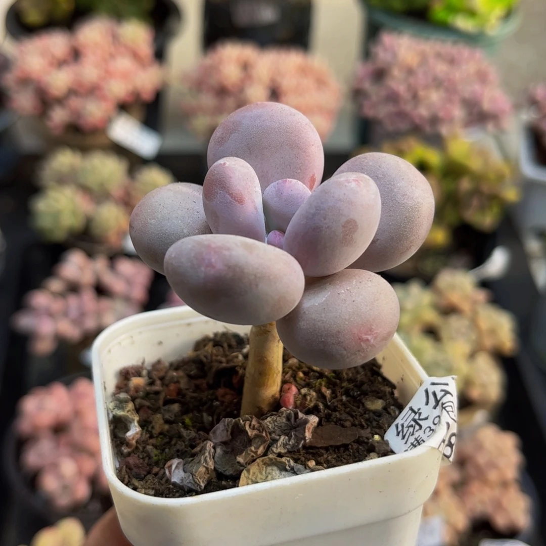 894蛋黄奶5cm多肉