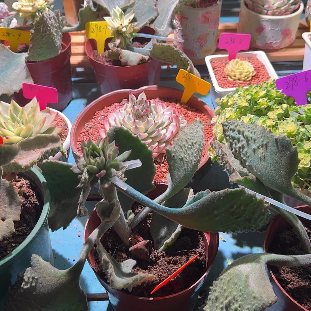 S****d大转盘转一次，不退不换