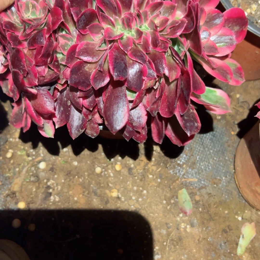 263 号多肉植物福利