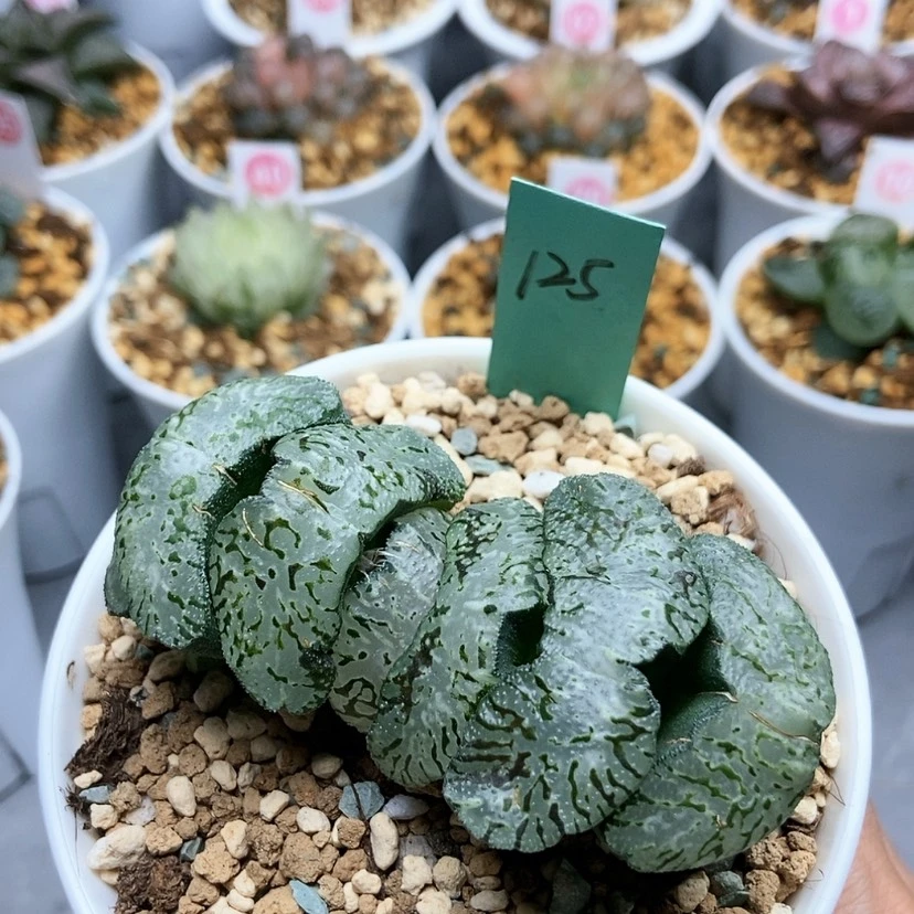 【闪购商品】布*恩125武则天