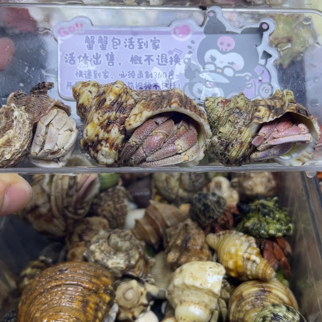 残联马鲁古岛灰白寄居蟹包活到家