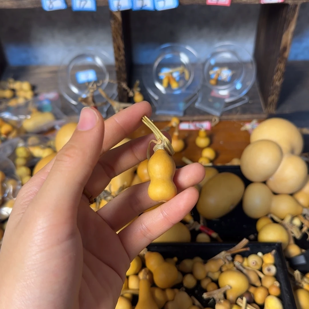 晟***蕾葫芦打孔后不退不换！