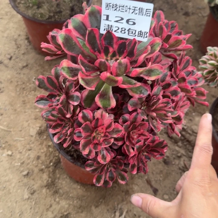 126二号棚初恋多肉A