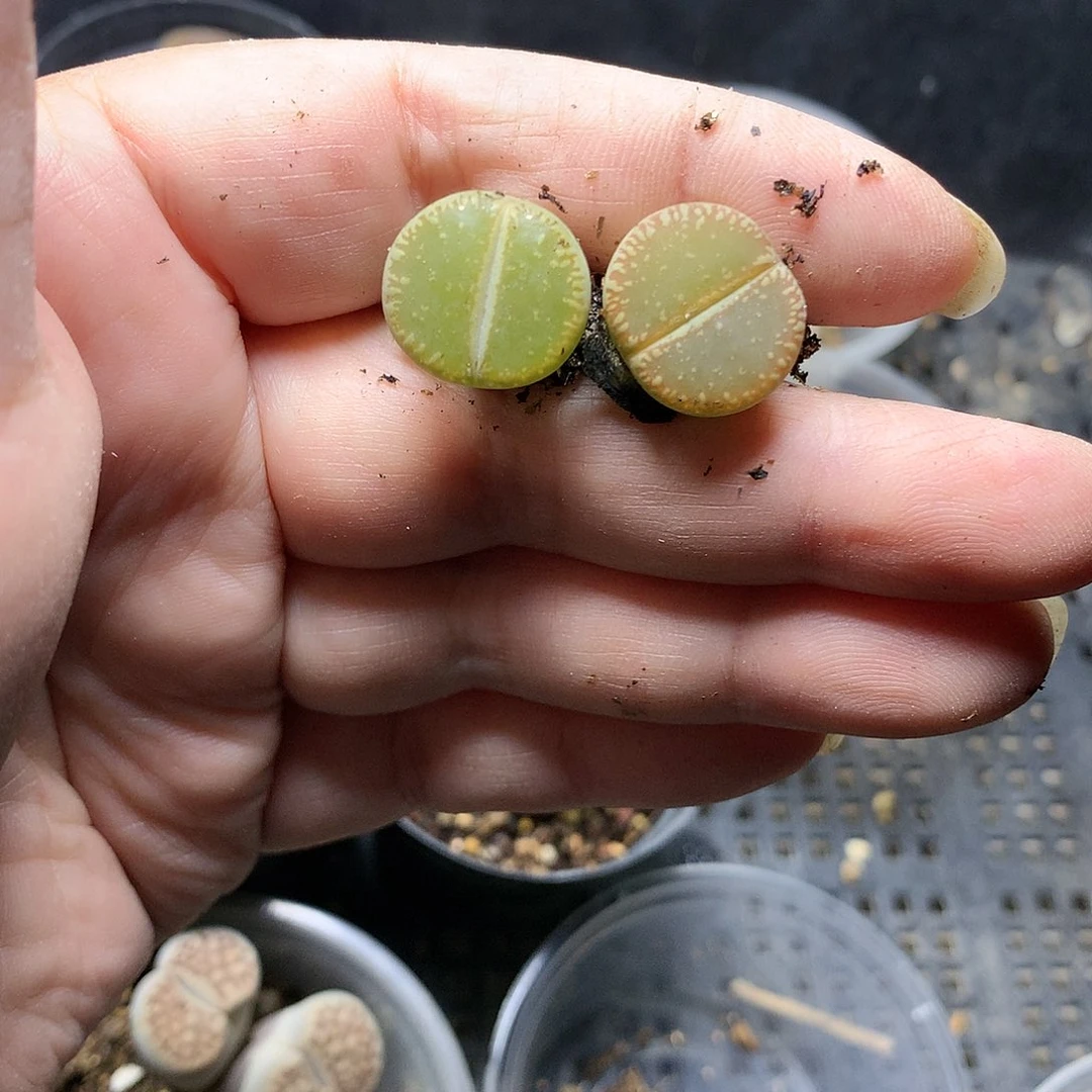 K370多肉植物保护
